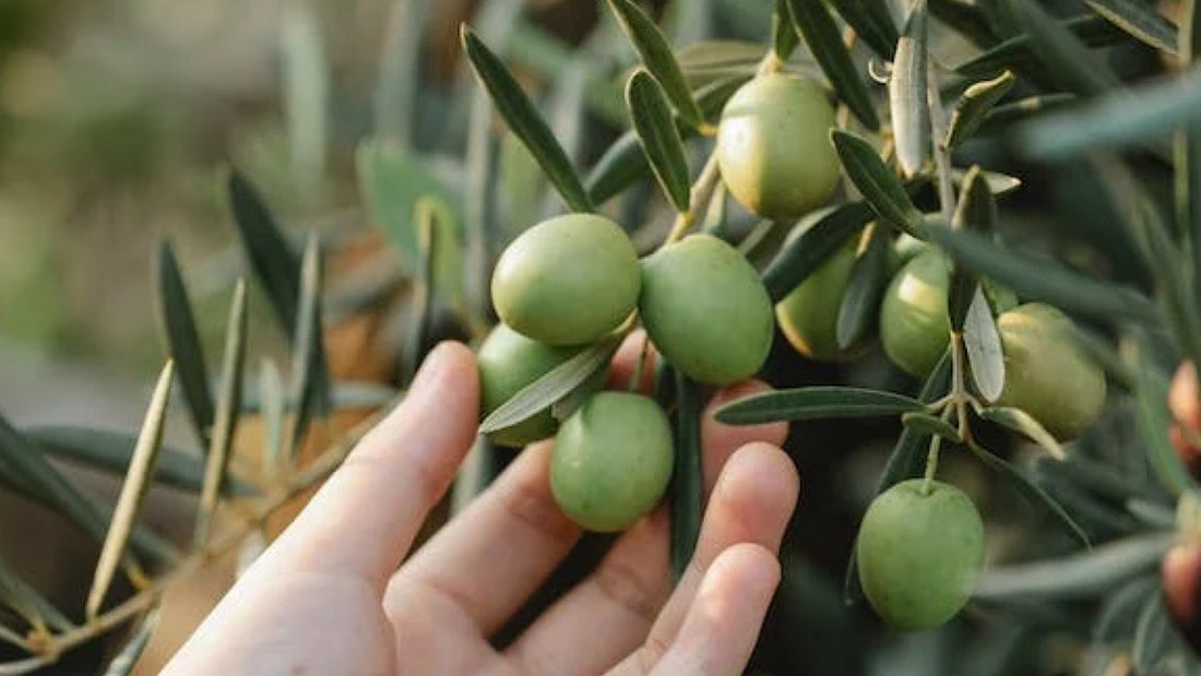 10 Powerful Health Benefits of Extra Virgin Olive Oil (EVOO)